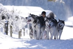 Lenk 2013